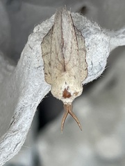 Phyllodesma suberifolia