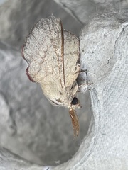 Phyllodesma suberifolia