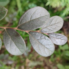 Loropetalum chinense