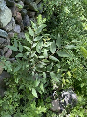 Celtis bungeana