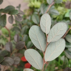 Loropetalum chinense