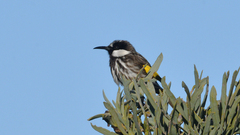 Phylidonyris niger gouldii