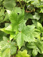 Ribes hudsonianum