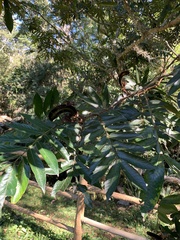 Inga