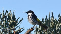 Phylidonyris niger gouldii