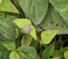 Persicaria nepalensis