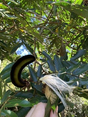 Inga