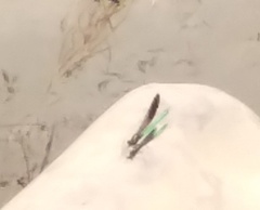 Calopteryx aequabilis