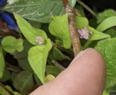 Persicaria nepalensis