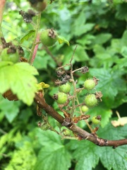 Ribes hudsonianum