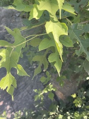 Morus mongolica