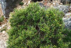 Genista acanthoclada