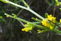 Genista acanthoclada