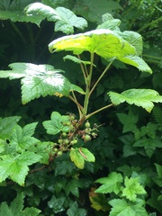 Ribes hudsonianum