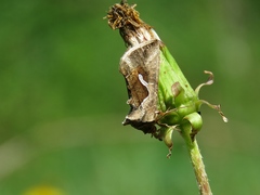 Macdunnoughia confusa