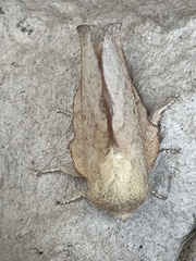 Phyllodesma suberifolia