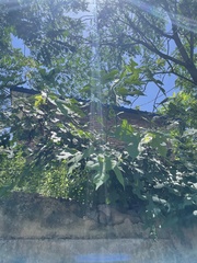 Morus mongolica