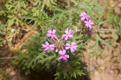 Glandularia chiricahensis