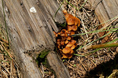 Xeromphalina enigmatica