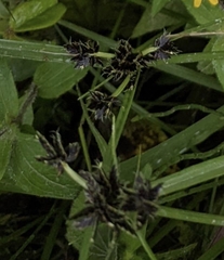 Cyperus niger
