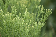 Galatella biflora