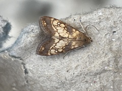 Evergestis dumerlei