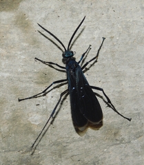 Pepsis mexicana