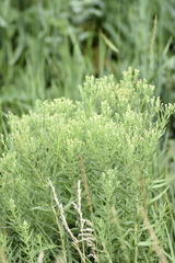Galatella biflora