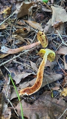 Aureoboletus russellii