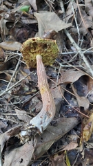 Aureoboletus russellii