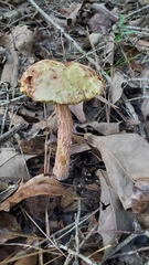 Aureoboletus russellii