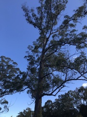 Eucalyptus tindaliae