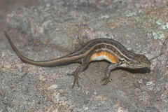 Sceloporus slevini