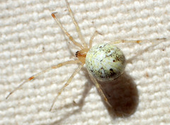 Theridion neomexicanum