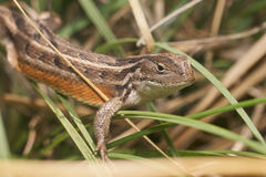 Sceloporus slevini