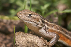 Sceloporus slevini