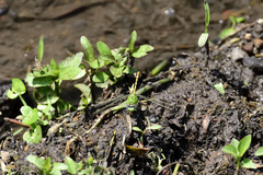 Erpetogomphus