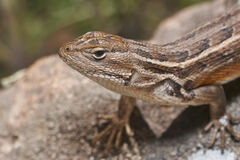 Sceloporus slevini