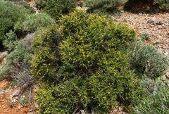 Genista acanthoclada