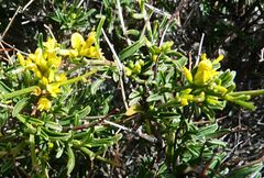 Genista acanthoclada