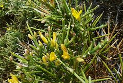 Genista acanthoclada