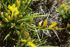 Genista acanthoclada