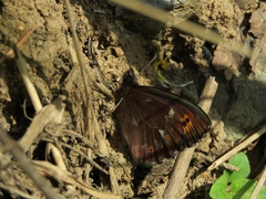 Erebia ligea