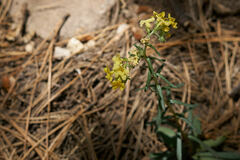 Lithospermum cobrense