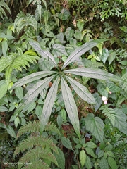 Arisaema formosanum