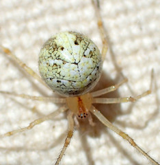 Theridion neomexicanum