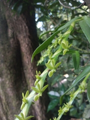 Epidendrum cardiophorum