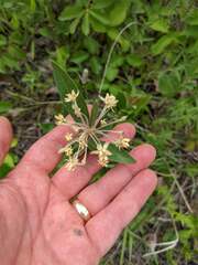 Asclepias ovalifolia
