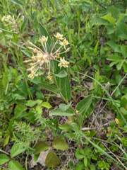 Asclepias ovalifolia