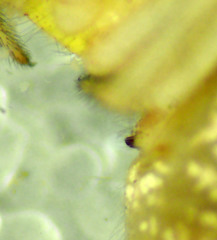 Theridion neomexicanum